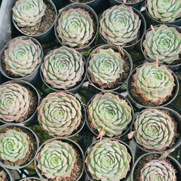 PACK of 10 PLANTS] x Echeveria 'Red Hole' – LET LOVE GROW