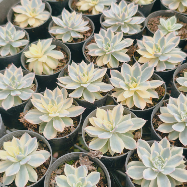 echeveria subsessilis variegata Echeveria Subsessilis Variegated – LET LOVE GROW (Succulent & Cactus)