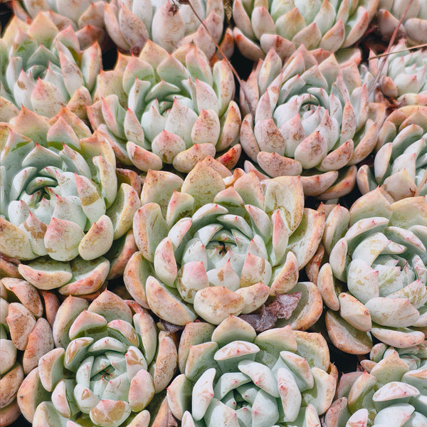iceberg succulent Echeveria Iceberg – LET LOVE GROW (Succulent & Cactus)