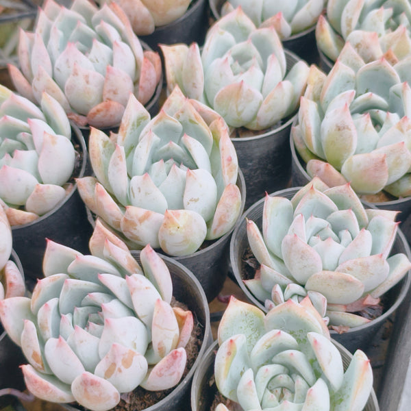 iceberg succulent Echeveria Iceberg – LET LOVE GROW (Succulent & Cactus)