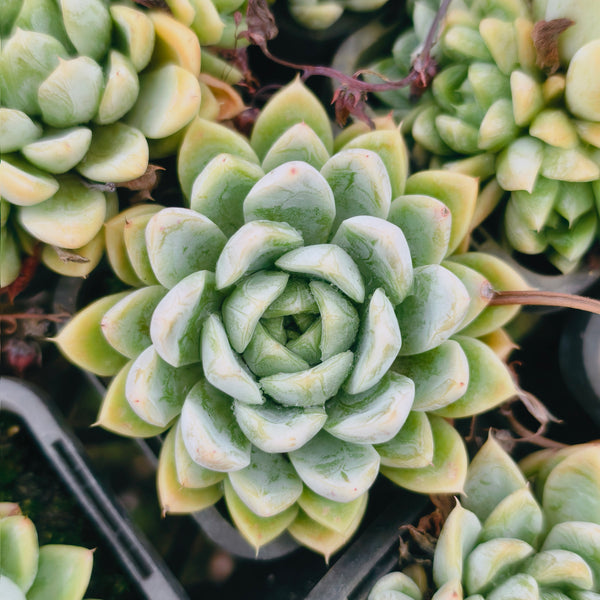 dollybelle succulent Echeveria 'Doll Barbie' – LET LOVE GROW (Succulent & Cactus)