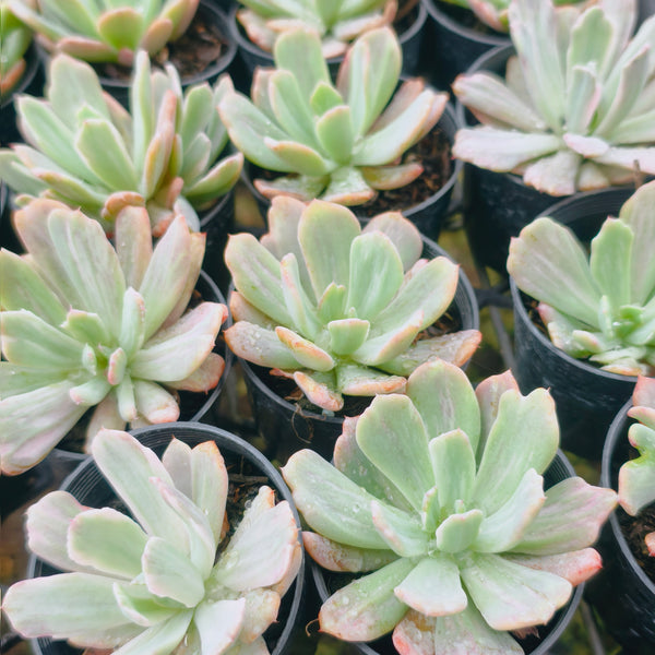 PACK of 10 PLANTS] x Echeveria zahnii var. 'Hoveyi' – LET LOVE