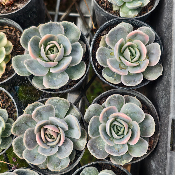 blue surprise succulent Echeveria Blue Surprise Variegated – LET LOVE GROW (Succulent & Cactus)
