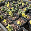 Corpuscularia lehmannii variegata (VARIEGATED ICE PLANT)