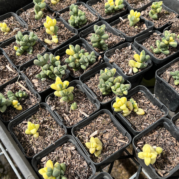 variegated ice plant succulent Corpuscularia lehmannii variegata (VARIEGATED ICE PLANT) – LET LOVE GROW ( Succulent & Cactus)