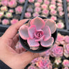 Echeveria Rainbow West