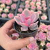 Echeveria Rainbow West