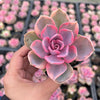 Echeveria Rainbow West