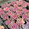 Echeveria Rainbow West