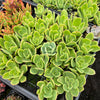 Echeveria 'Golden Glow'