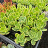 Echeveria 'Golden Glow'