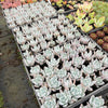 Echeveria colorata 'Mexican Giant'