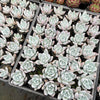 Echeveria colorata 'Mexican Giant'