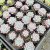 Echeveria 'Amanda'