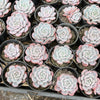 Echeveria 'Amanda'