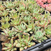 Echeveria agavoides 'Blue moon'