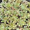 Echeveria agavoides 'Blue moon'