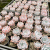 Echeveria 'Lucila'
