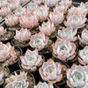 Echeveria 'Lucila'