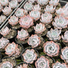 Echeveria 'Lucila'