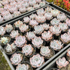Echeveria 'Lucila'