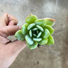 Echeveria 'Laui x Clavatum'