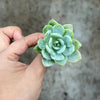 Echeveria 'Laui x Clavatum'