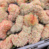 Echeveria Mozel Crest