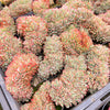 Echeveria Mozel Crest