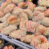 Echeveria Mozel Crest