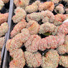 Echeveria Mozel Crest