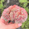 Echeveria Mozel Crest
