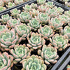 Echeveria 'Mulan' | Korea Form