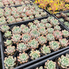 Echeveria 'Mulan' | Korea Form