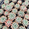 Echeveria 'Mulan' | Korea Form