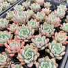 Echeveria 'Mulan' | Korea Form
