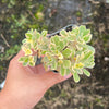 [WHOLESALE] PACK of 10 PLANTS x Aichryson x aizoides