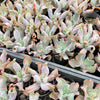 Echeveria 'Culibra'