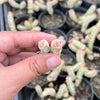 Crassula 'FANTASY' - C. Baby Necklace Variegated (2 x CUTTING)