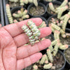 Crassula 'FANTASY' - C. Baby Necklace Variegated (2 x CUTTING)