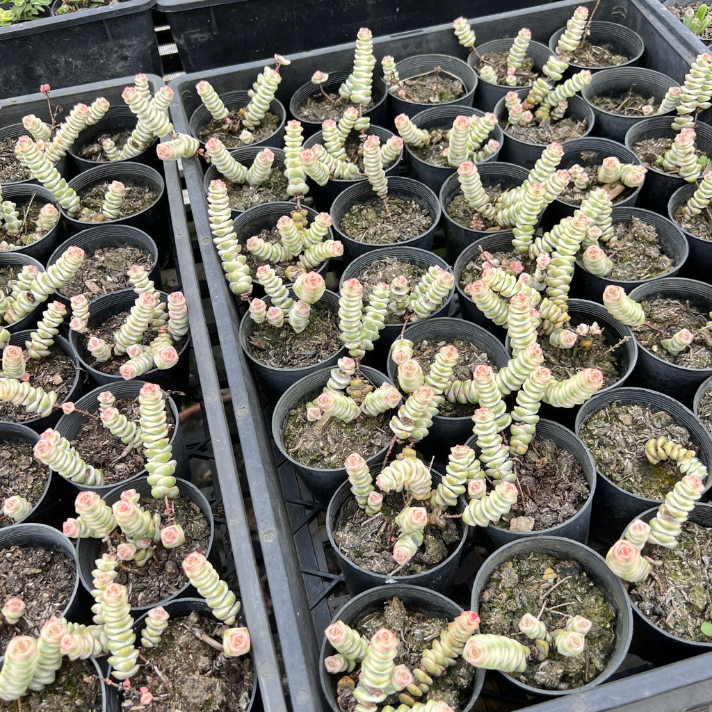 Crassula 'FANTASY' - C. Baby Necklace Variegated (2 x CUTTING)
