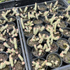 Crassula 'FANTASY' - C. Baby Necklace Variegated (2 x CUTTING)