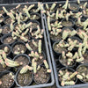 Crassula 'FANTASY' - C. Baby Necklace Variegated (2 x CUTTING)