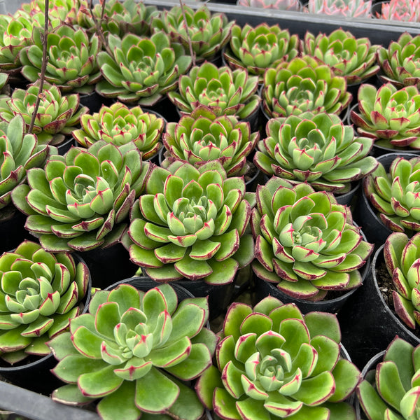 daniels succulents PACK of 10 PLANTS] x Echeveria cv. Joan Daniel – LET LOVE GROW (Succulent &  Cactus)