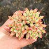Echeveria Yeonji - Korea Form