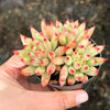 Echeveria Yeonji - Korea Form