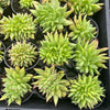 Echeveria agavoides 'Ike Soul' Crest