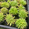 Echeveria agavoides 'Ike Soul' Crest
