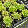 Echeveria agavoides 'Ike Soul' Crest