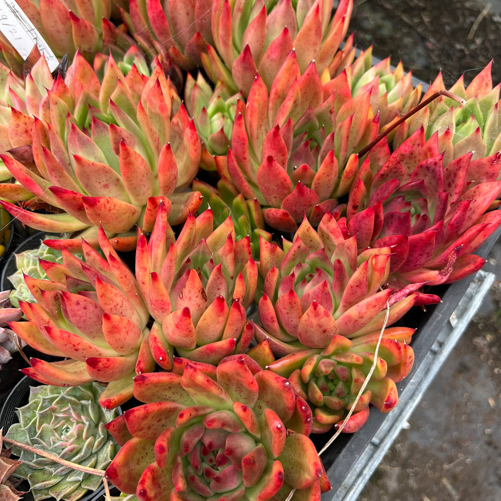 Echeveria agavoides 'VISTA'